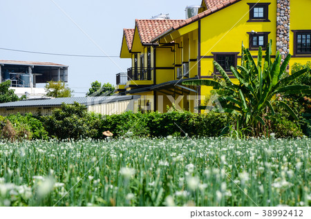 Sugar beet, sugar beet hana, yoko 38992412