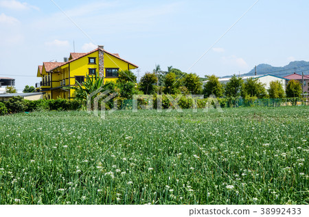 糖用甜菜,甜菜hana,yoko 糖用甜菜,甜菜hana,yoko 38992433