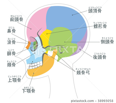 Craniotemporal Name Body White Craniotemporal Name Body White 38993058