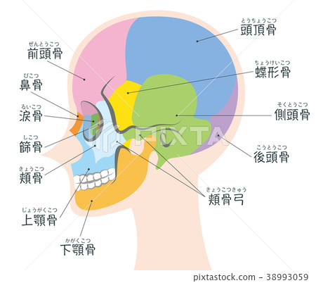 Craniotemporal Name Body Stock Illustration