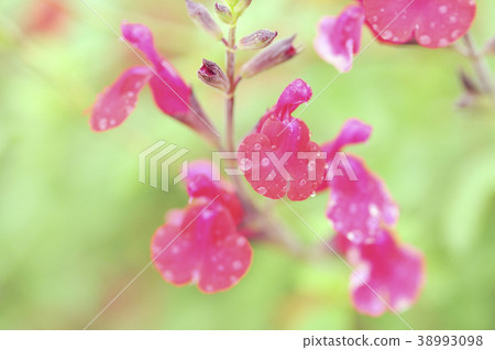 櫻桃鼠尾草的紅色花 櫻桃鼠尾草的紅色花 38993098