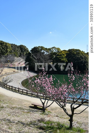 Sabusuri梅花林梅花梅花梅花 Sabusuri梅花林梅花梅花梅花 38993119