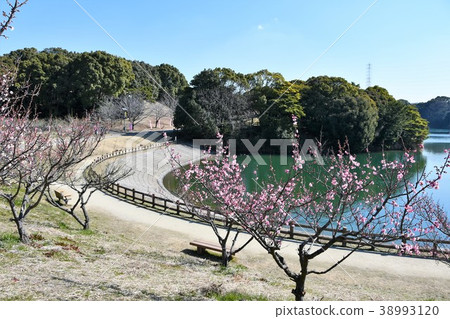 Sabusuri plum grove plum grove plum blossoms Sabusuri plum grove plum grove plum blossoms 38993120