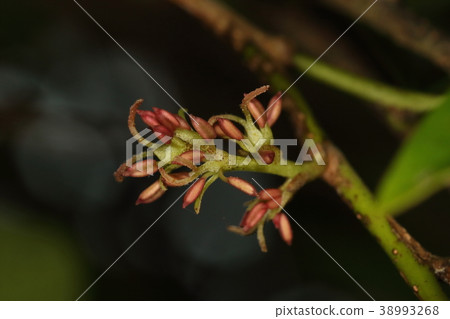 Natural plants It is often seen that male flowers are on the underside of innocence, inflorescence, and bisexual flowers are on the far side. 38993268