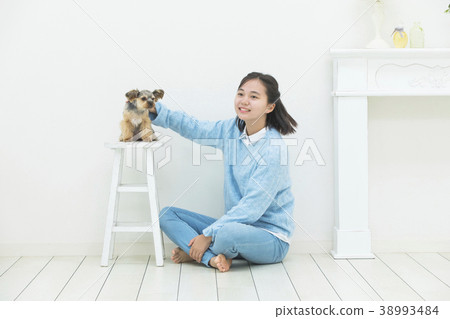 Girl brushing yorkshire terrier 38993484