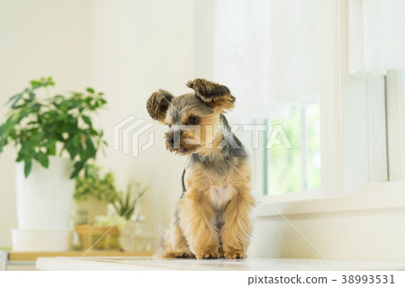 Yorkshire terrier sitting on the windowsill 38993531