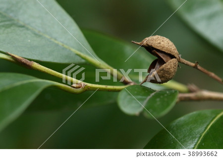 天然植物Aniseki，成熟和破裂的水果。其中的種子似乎在果實破裂的同時跳出來 38993662