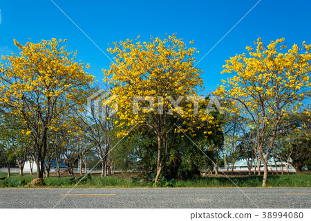 Golden trumpet tree at Park Golden trumpet tree at Park 38994080
