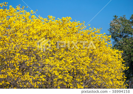 Golden trumpet tree at Park Golden trumpet tree at Park 38994158