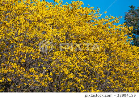 Golden trumpet tree at Park Golden trumpet tree at Park 38994159