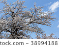 Cherry Blossoms at Kita-in 38994188