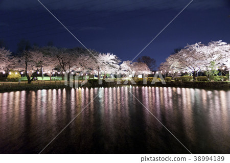 Cherry blossoms at night 38994189