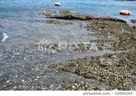 Seashell Seashell 38994265