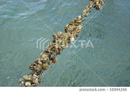 Seashell wrapped around a chain Seashell wrapped around a chain 38994266