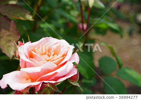 Beautiful pink and orange roses 38994277