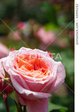 Beautiful pink and orange roses 38994282
