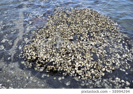 Seashell Seashell 38994294
