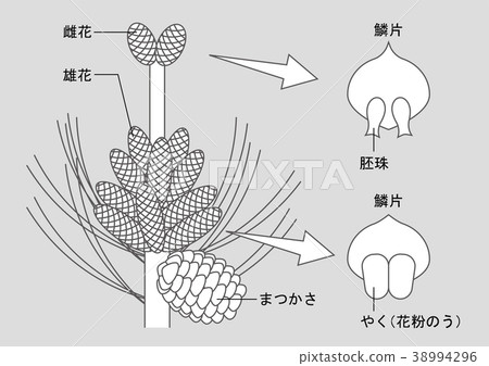 Gymnosperm pine figure 38994296