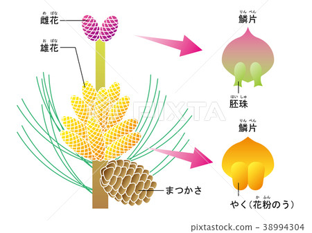 裸子植物松樹圖furigana 插圖素材 圖庫