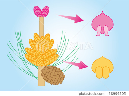 Gymnosperm pine figure Gymnosperm pine figure 38994305