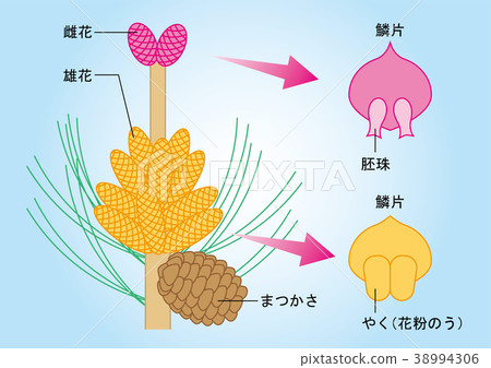 裸子植物松樹圖 38994306