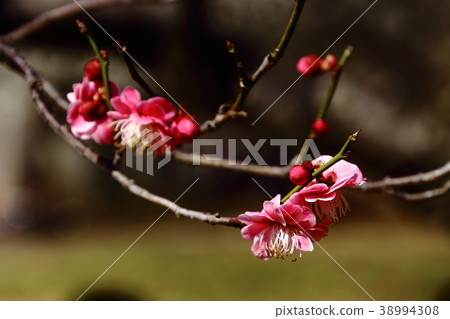 Plum blossoms, moss, Koganei Park 38994308