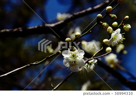 梅花 月影 小金井公園 照片素材 圖片 圖庫