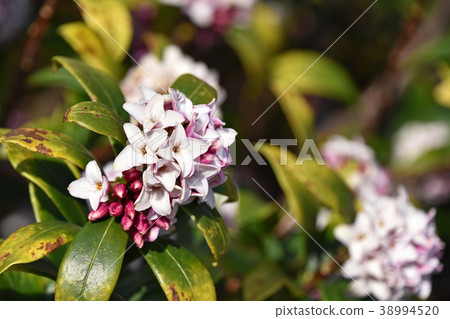 荊州（下沉花） 38994520