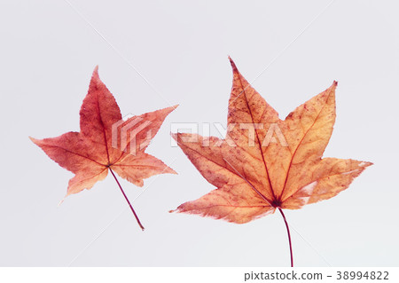 Fall leaves Fall leaves Fall leaves Fall leaves 38994822