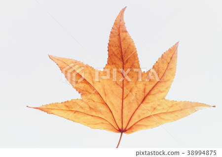 Fall leaves Fall leaves Fall leaves Fall leaves 38994875