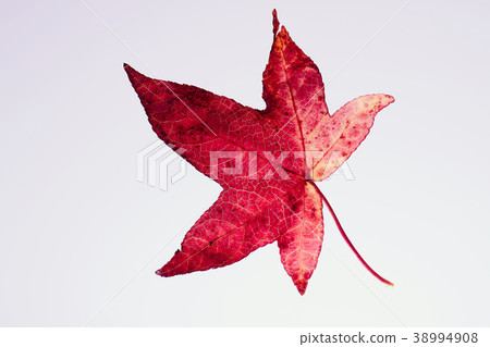 秋天葉子秋天葉子 秋天葉子秋天葉子 38994908