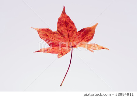 秋天葉子秋天葉子 秋天葉子秋天葉子 38994911