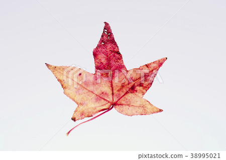 Fall leaves Fall leaves Fall leaves Fall leaves 38995021