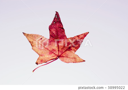 Fall leaves Fall leaves Fall leaves Fall leaves 38995022