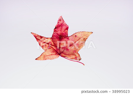 Fall leaves Fall leaves Fall leaves Fall leaves 38995023