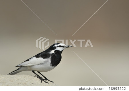 It turns to the wild bird "Hakusekirei" breeding feathers of the waterside 38995222