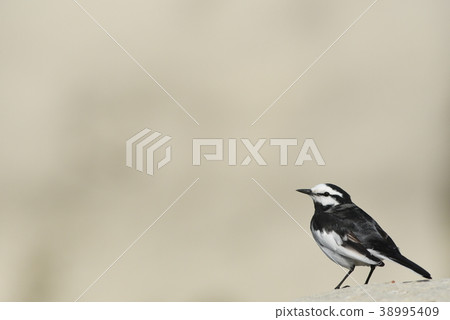 "Hakusekirei" in a white rock 38995409