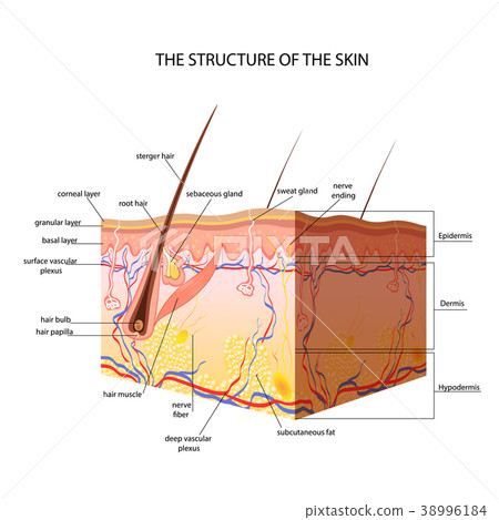 The anatomical structure of the skin The anatomical structure of the skin 38996184