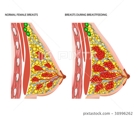 Breasts during breastfeeding Breasts during breastfeeding 38996262