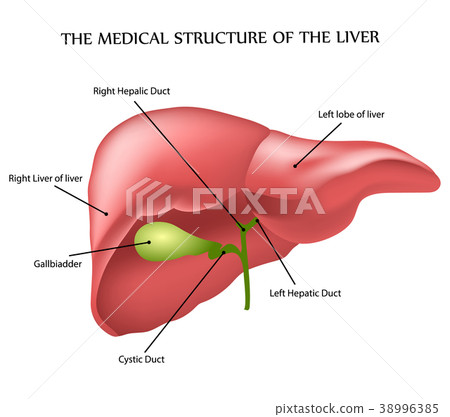medical structure of the liver medical structure of the liver 38996385