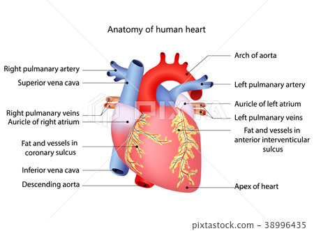 medical human heart medical human heart 38996435