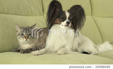 Dog Papillon with cat Thai relationship 38996690