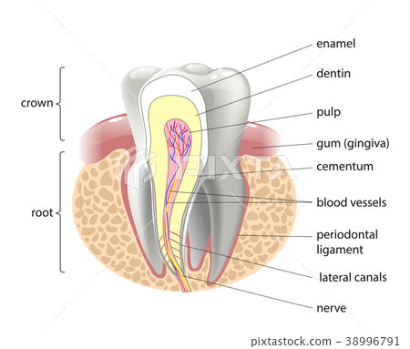 medical structure of the tooth, illustration 38996791
