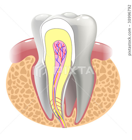 medical structure of the tooth, illustration medical structure of the tooth, illustration 38996792