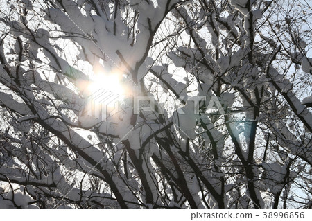 敦賀城堡公園雪場面 敦賀城堡公園雪場面 38996856