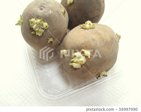 Bud of potato (baron) Bud of potato (baron) 38997090