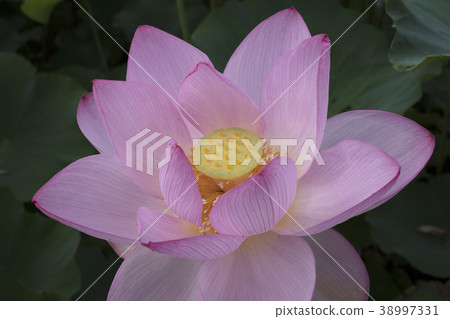 蓮花 蓮花 38997331