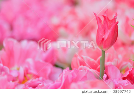 Tulip 38997743