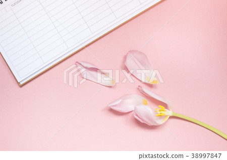 Pink tulip with open empty desk planner Flat lay 38997847