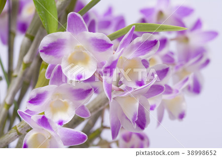 Western Run Dendrobium ChinaDreamCrystal的相片 Western Run Dendrobium ChinaDreamCrystal的相片 38998652